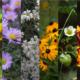 A collage of vertical strips, each with a native flower on it.