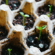 A closeup photo of very small seedlings growing in an egg carton.